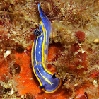 Nudibranch