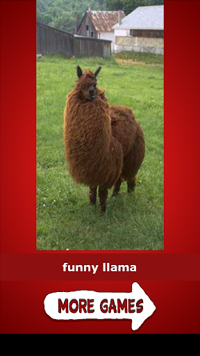 【免費娛樂App】The Llama Song-APP點子