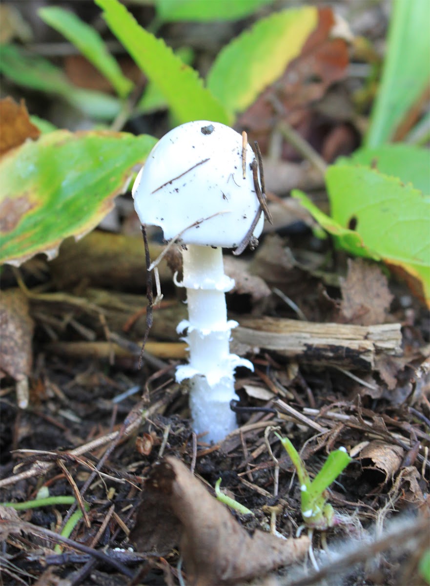 eastern North American destroying angel Project Noah