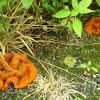 Orange peel fungus