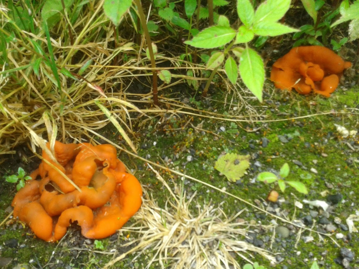 Orange peel fungus