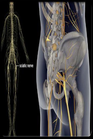 Sciatic Nerve Treatment