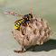 Avispa del papel (European Paper Wasp)