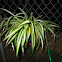 Spider plant