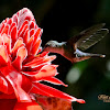 Violet Headed Hummingbird