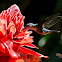 Violet Headed Hummingbird