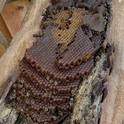 Maya bee Nest