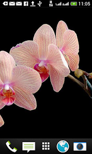 Lastest Orchids Shift Wallpaper Free APK for PC