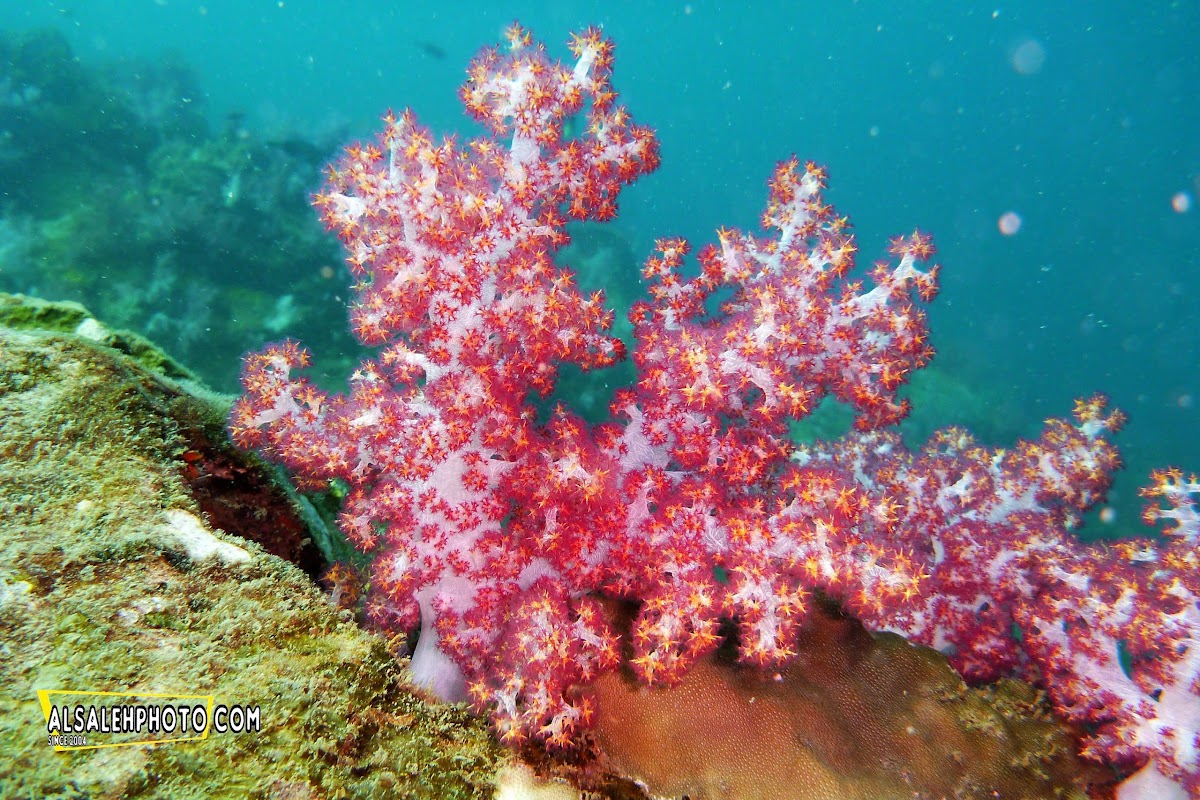 Soft coral, Hemprich's soft coral