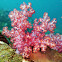 Soft coral, Hemprich's soft coral