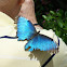 Blue Morpho