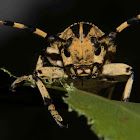 Acacia Longicorn Beetle