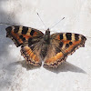 Indian Tortoiseshell