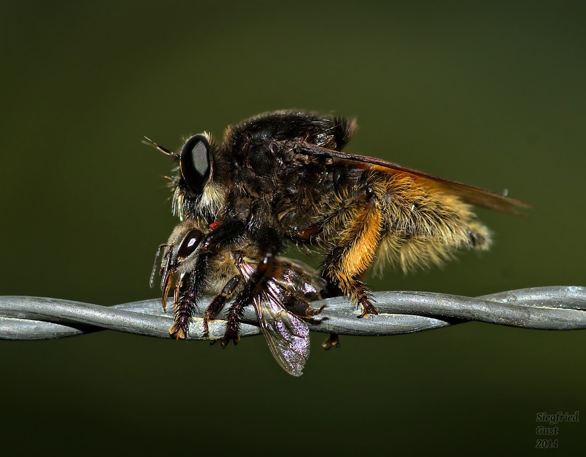 Bee-Killer