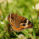 Mangrove Buckeye Butterfly