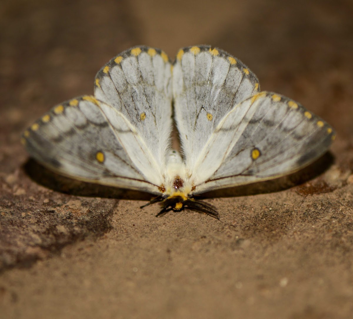 Apollo Moth