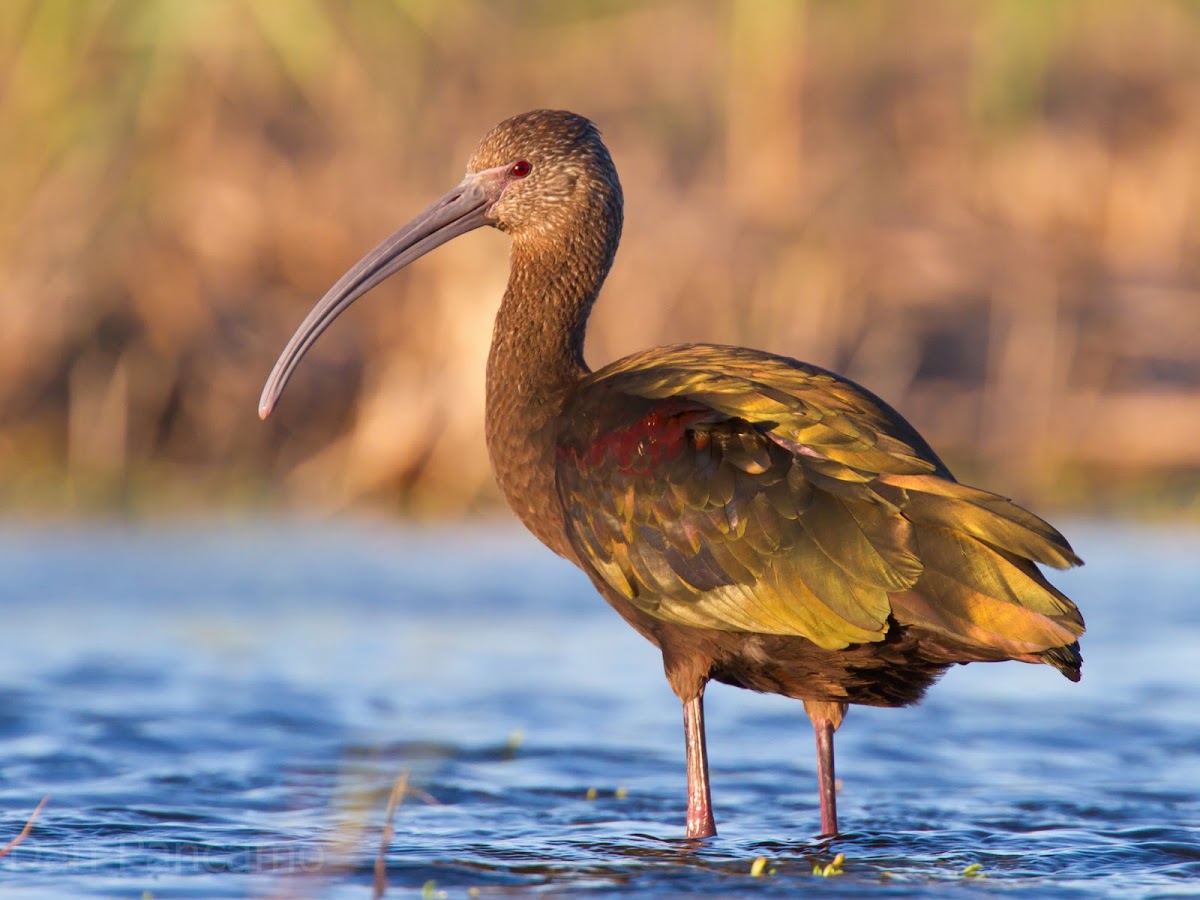 White-faced Ibis