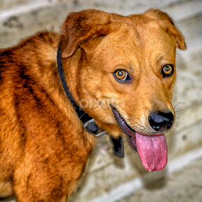 Too hot for Simba by Robert Namer - Animals - Dogs Portraits