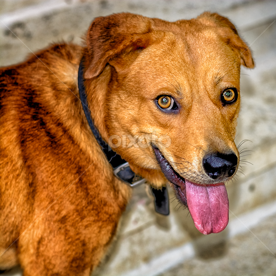 Too hot for Simba by Robert Namer - Animals - Dogs Portraits