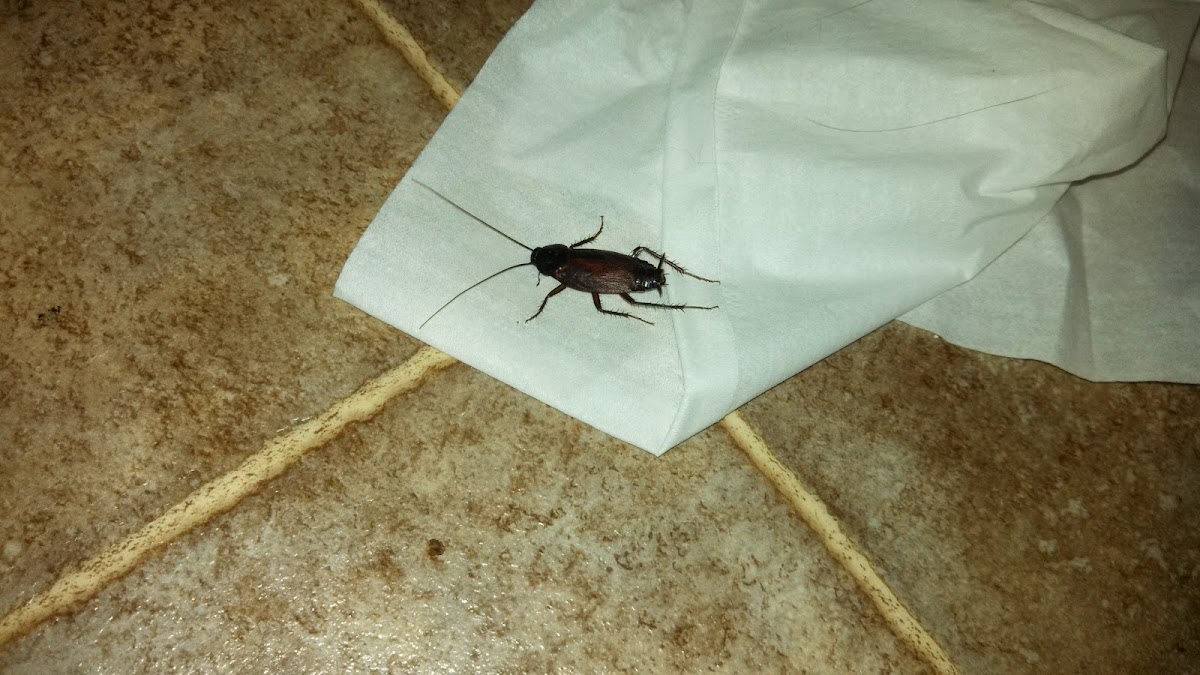 Oriental cockroach