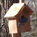 Eastern Bluebird