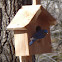 Eastern Bluebird