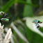 Orchid bees