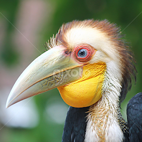 by Jack Jack - Animals Birds