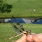 Widow skimmer dragonfly