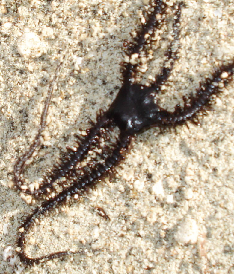 Black brittle star