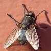 Common House Fly