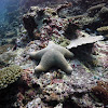 Granulated sea star