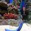 Blue Starfish, another Starfish & Seahorse