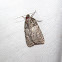 Acronicta sp.