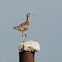 Upland sandpiper