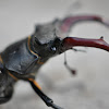 Male Stag Beetle