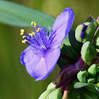 Spiderwort