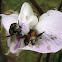 Beetles on a Butterfly Pea Flower