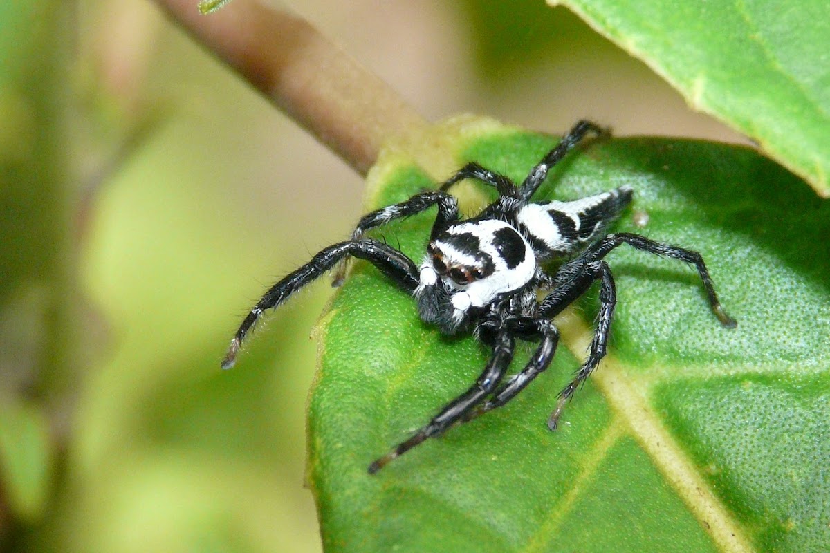 Jumping spider