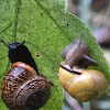 Garden snail & Grove snail