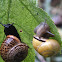 Garden snail & Grove snail