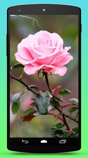 Rose Flower Live Wallpaper