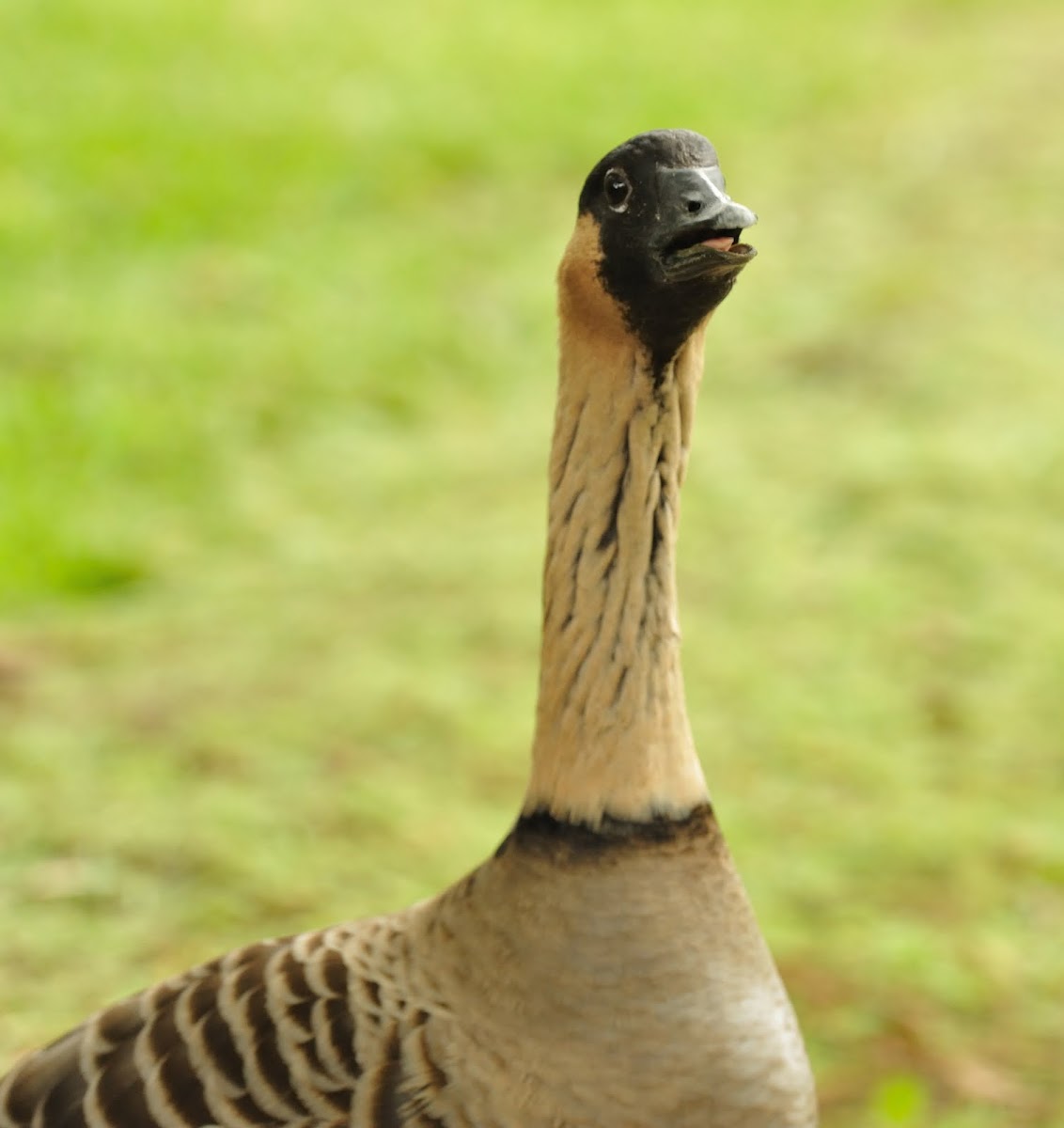 nene goose or hawaiian goose