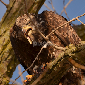 by Nick Cancilliere - Animals Birds