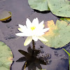 White Water-lily