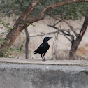 Jungle Crow