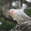 Long-billed Corella