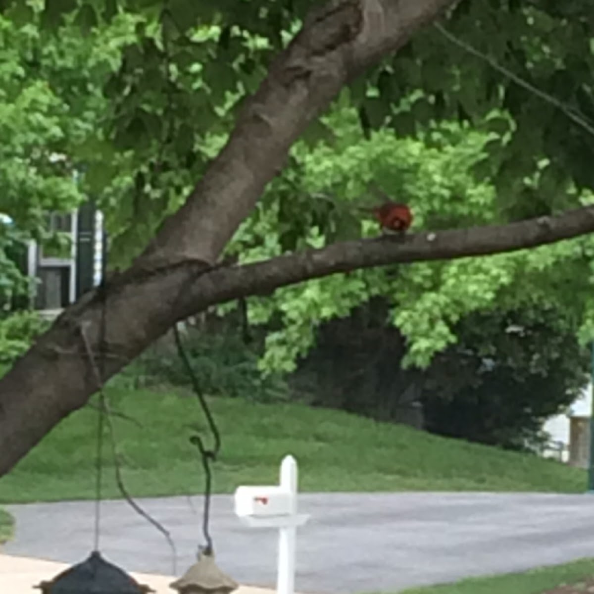 Northern cardinal