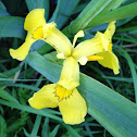 Keltakurjenmiekka; Yellow Iris