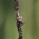 Trashline Spider